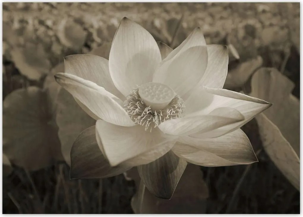 Poszterek 70x50 Lótusz Lótuszvirág