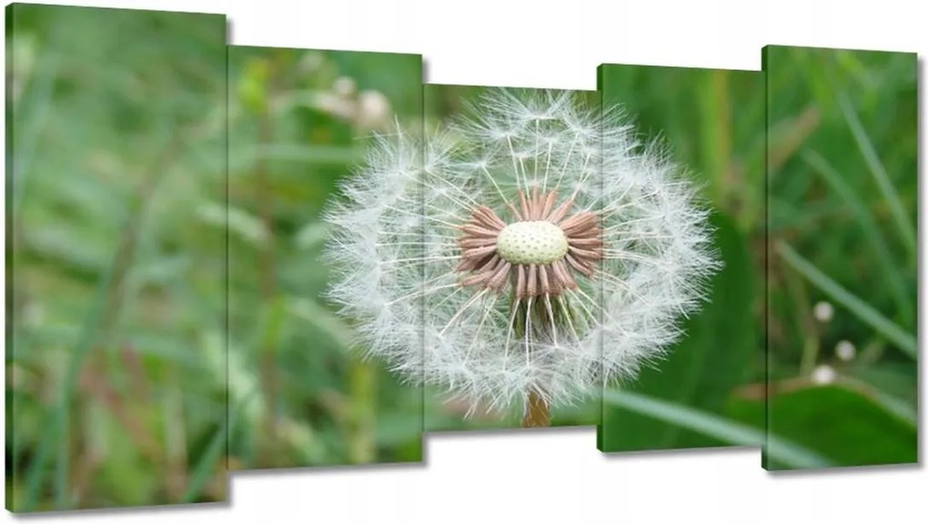 Vászonkép 150x80 Pitypang Virág Virágok