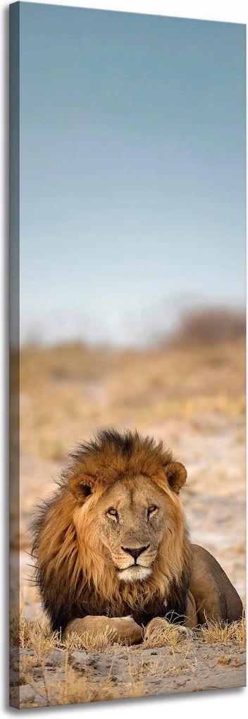 Vászonkép Oroszlán a szavannán Természet 40x120 cm