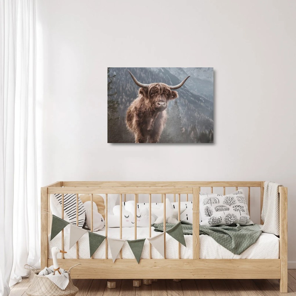 Üveg kép - Highlander tehén (70x50 cm)