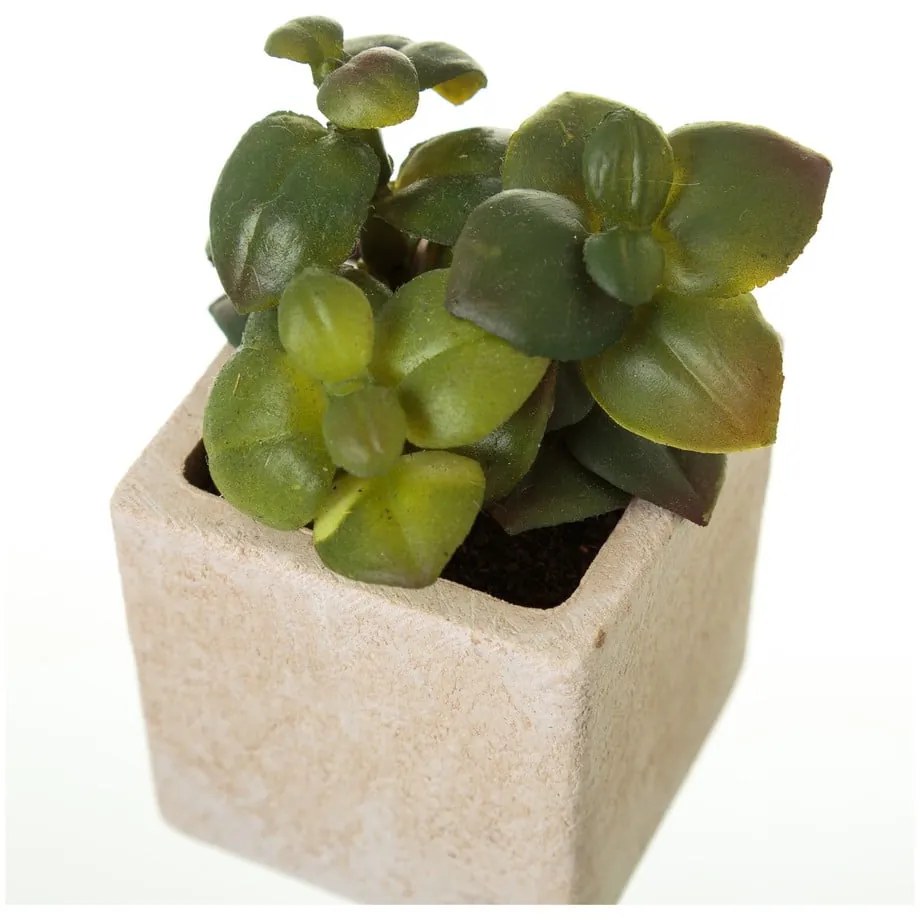 Műnövény szett 6 db-os (magasság 9,5 cm) Cactus – Casa Selección