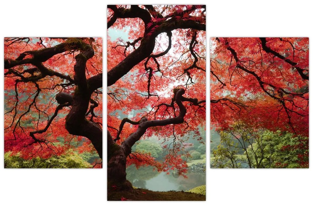 Red Japanese Maple, Portland, Oregon képe (90x60 cm)