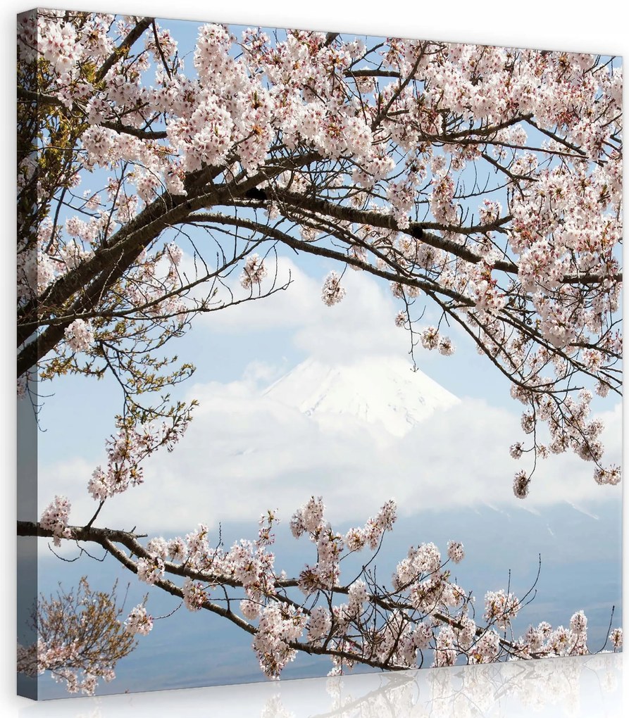 Vászonkép 40x40 Virágzó cseresznye tavasz hegy hó finom nyugalom természet