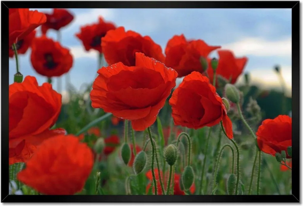 Poszterek keretben 60x40 Mezei pipacsok az égbolt hátterében