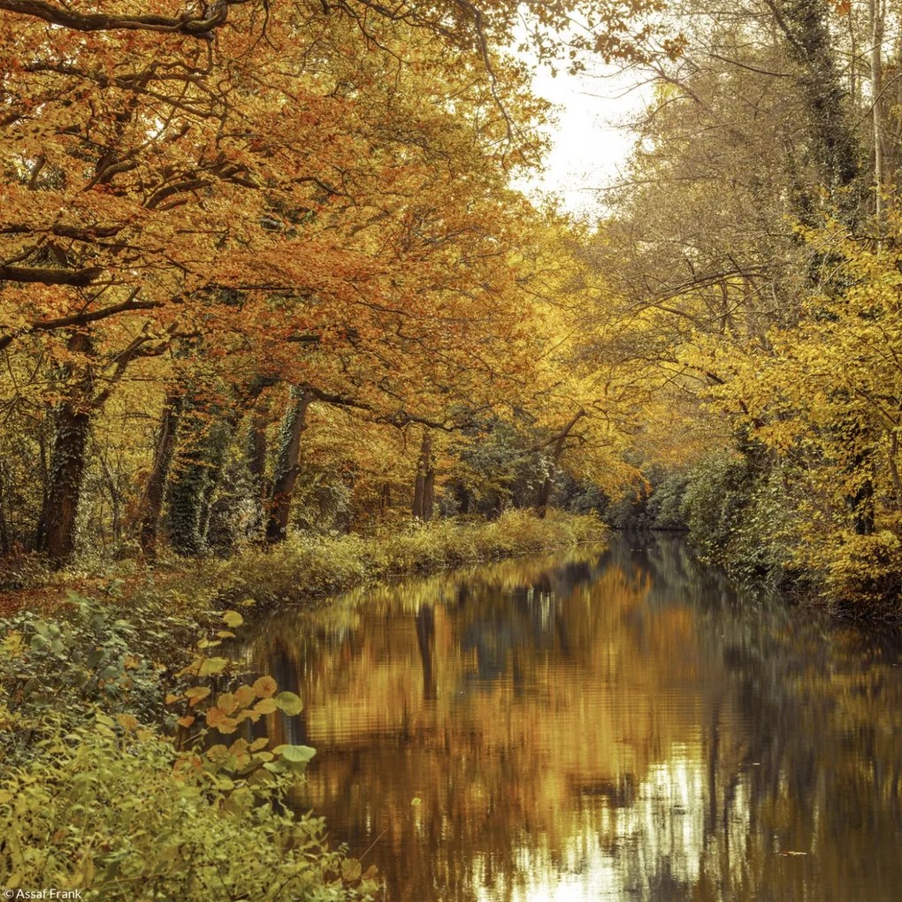 Poszter 20x20cm Csatorna az erdőn át 2, Assaf Frank