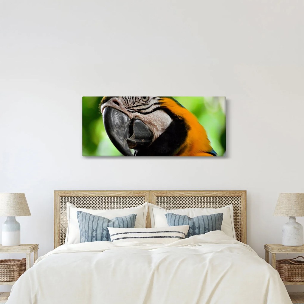 Papagáj képe (120x50 cm)