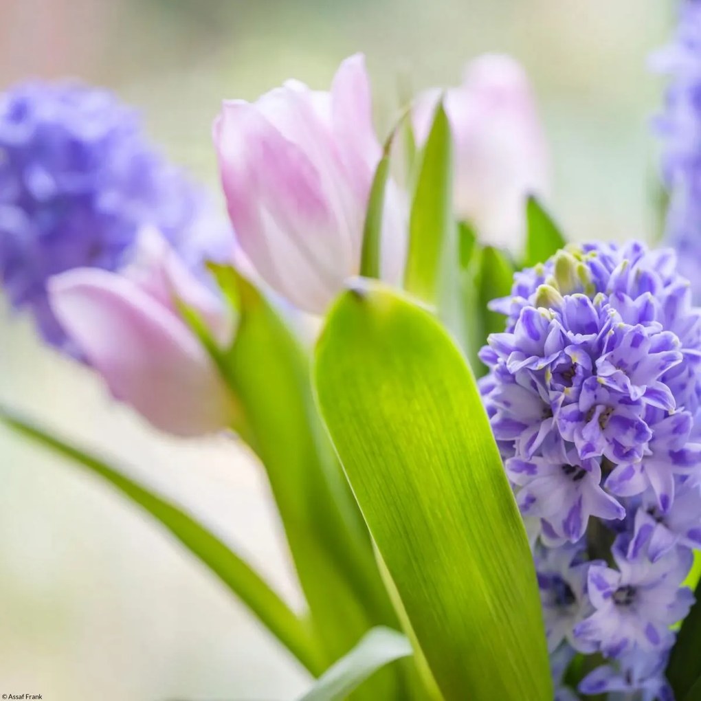 Poszter 30x30cm Jácint és tulipánok közelkép, Assaf Frank