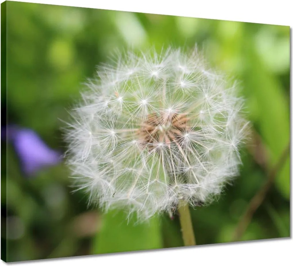 Vászonkép 50x40 Pitypang Virág Virágok