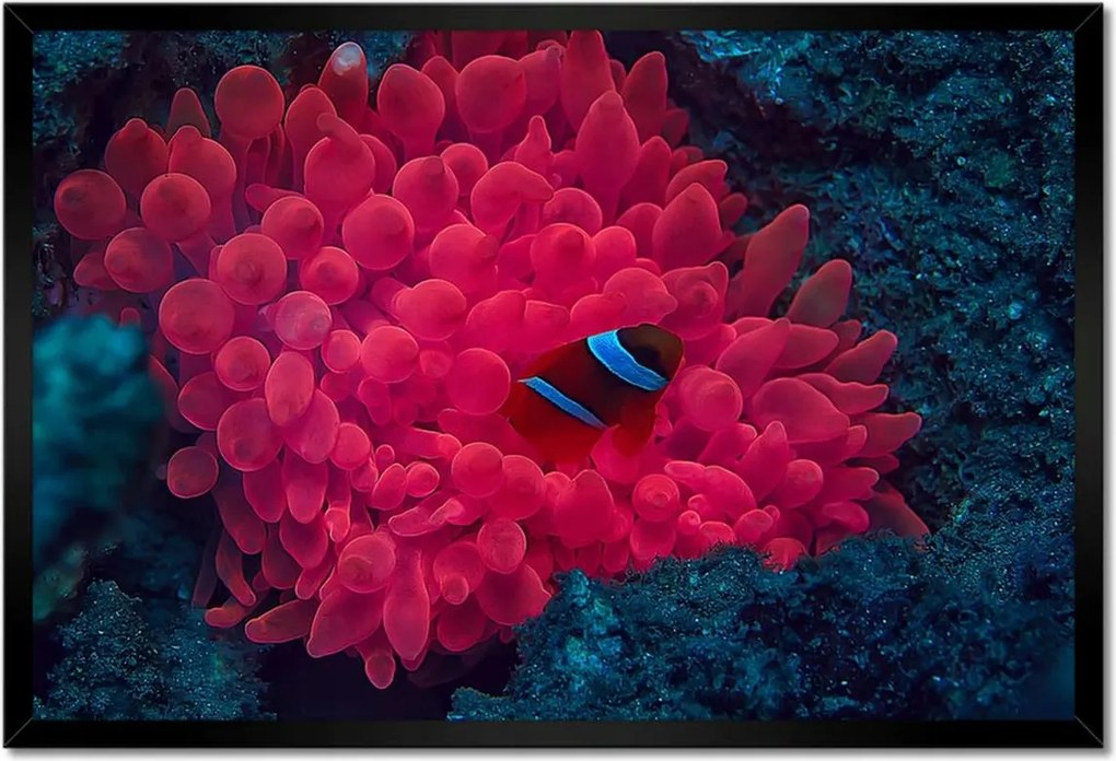 Poszterek keretben 60x40 Vad természet a tengerben