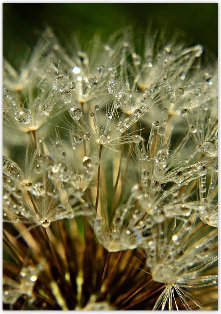 Poszterek 70x100 Pitypang Virág Virágok