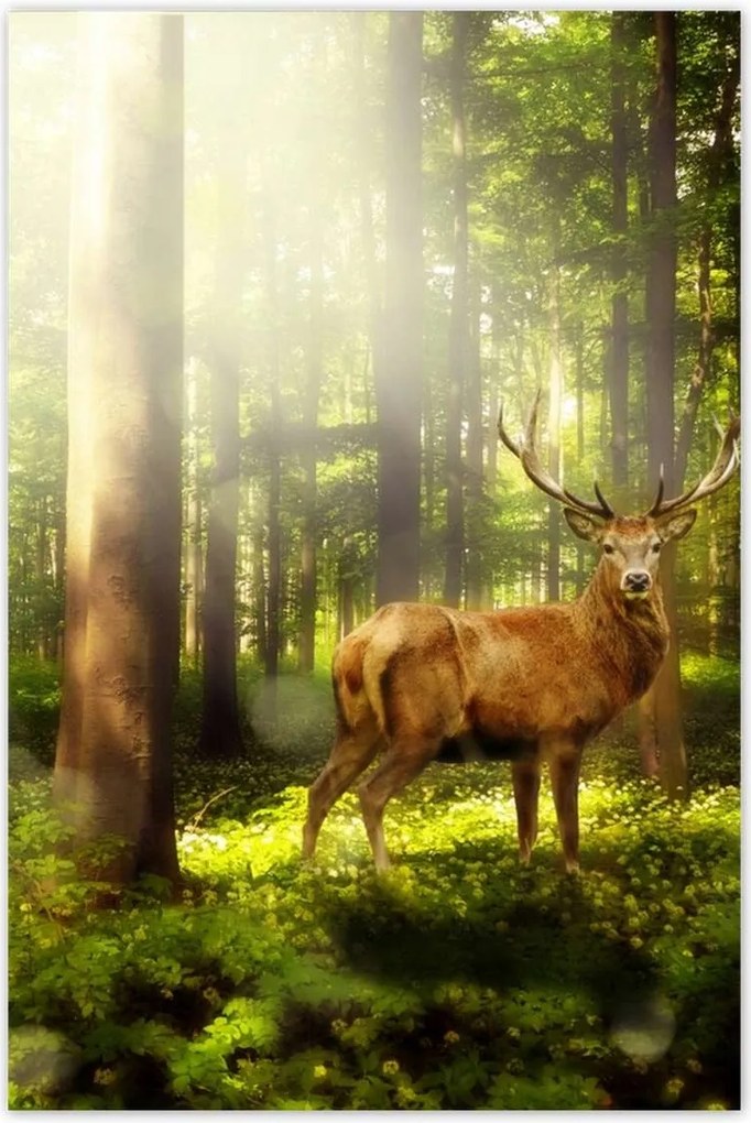 Poszterek 80x120 Szarvas a varázslatos erdőben