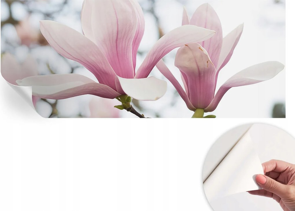 Öntapadós fotótapéta a konyhába Mosható Magnólia virágok 250x104 cm