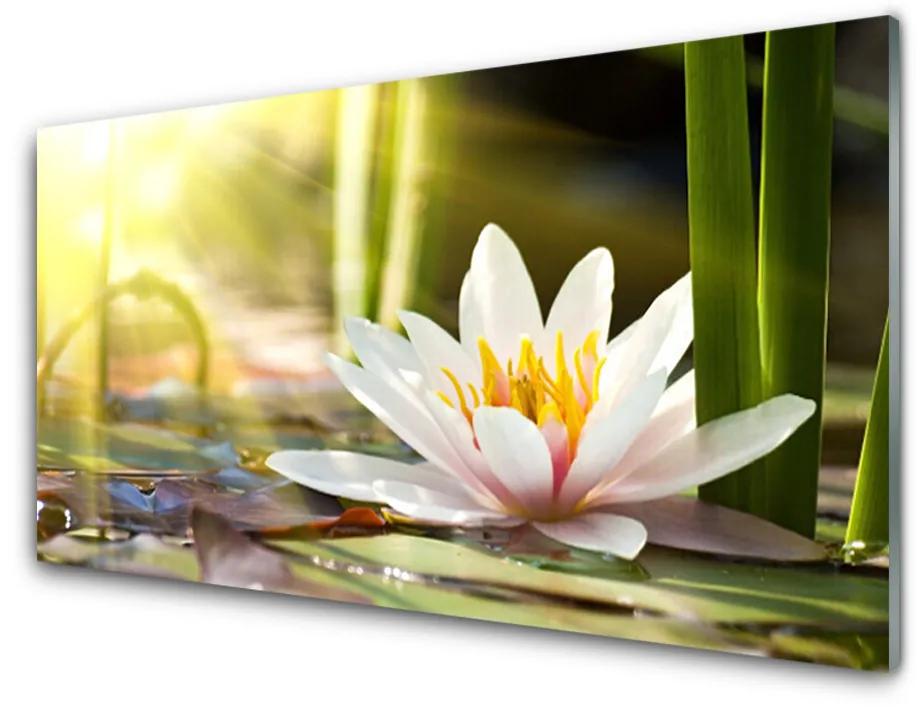 Üvegkép falra Flower Water Lily 140x70 cm