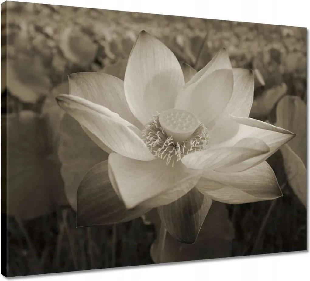 Vászonkép 50x40 Lótuszvirág