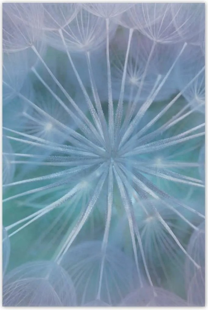 Poszterek 80x120 Pitypang Virág Virágok