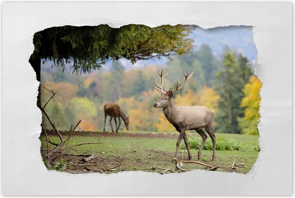 Poszterek 90x60 Szarvas a szeretett szarvassal