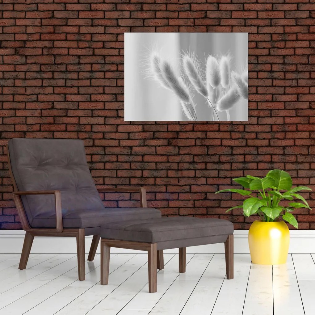 Üveg kép - Nyuszi farok fű (70x50 cm)