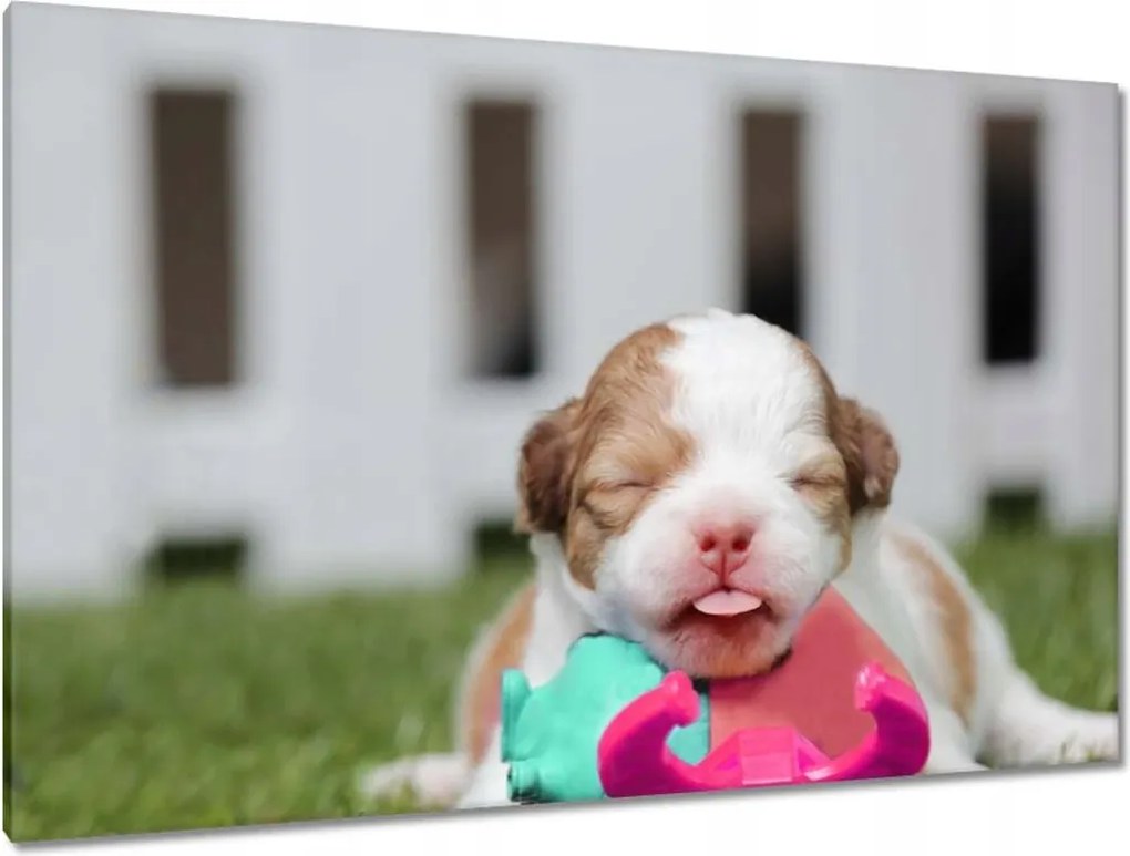 Festmények 120x80 Chihuahua