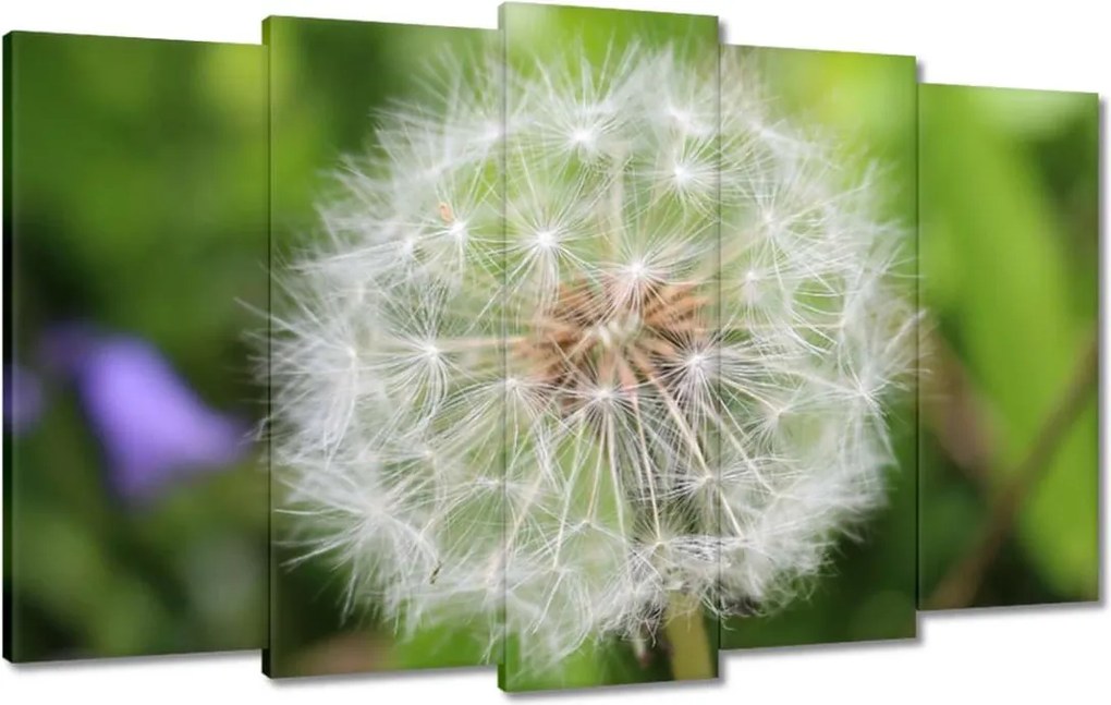 Vászonkép 100x60 Pitypang Virág Virágok