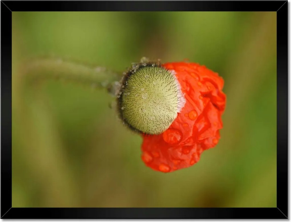 Poszterek keretben 40x30 Pipacs Virágok