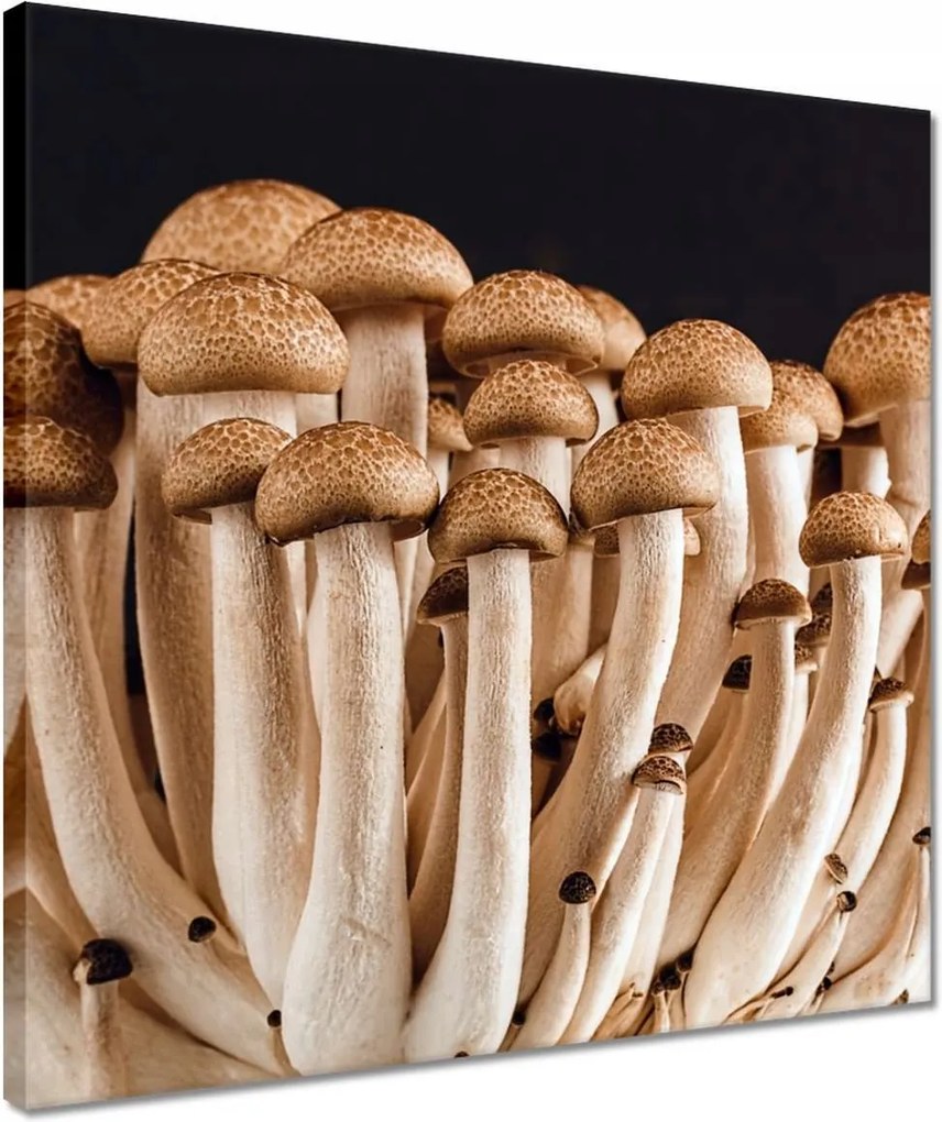 Vászonkép 40x40 Gomba az erdőben Közelkép