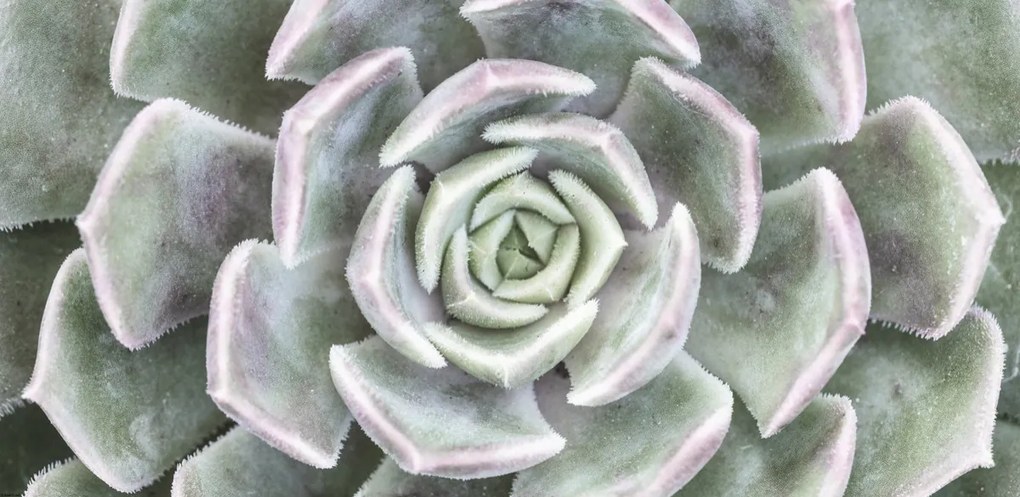 Poszter 91,3x44,5cm Pozsgás, Assaf Frank