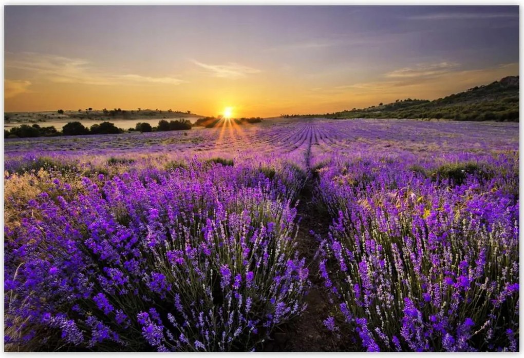 Poszterek 200x135 Levendula tájkép Nap
