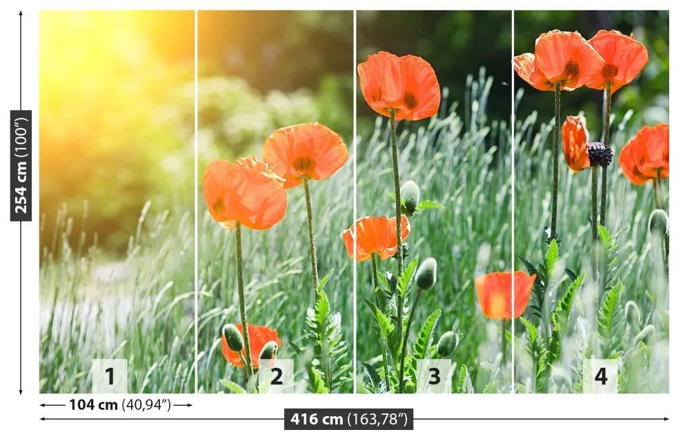 Fotótapéta mák virágok 104x70 cm