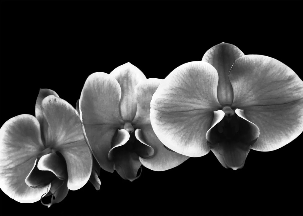 Egy orchidea virág képe (üvegen) (70x50 cm)