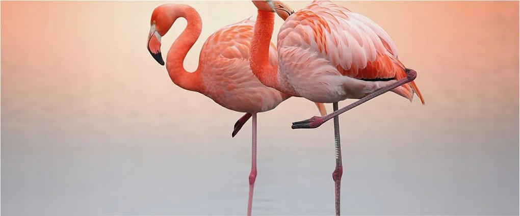 Modern fotótapéta Flizelina a falra Finom flamingók 250x104 Ragasztó