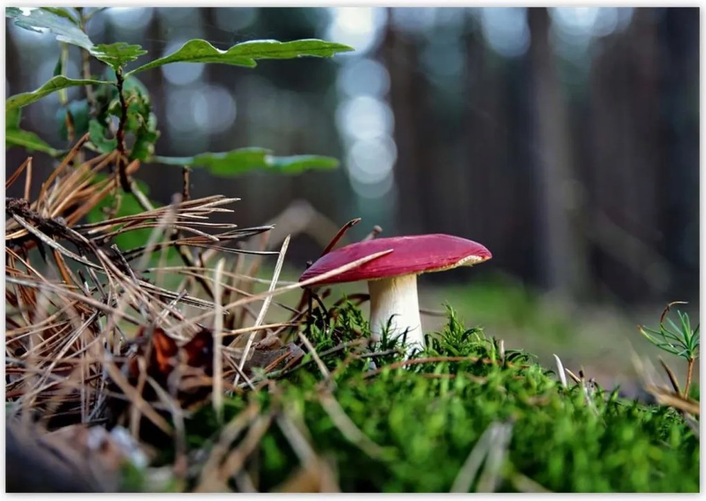 Poszterek 100x70 Gomba Vörös légykapó