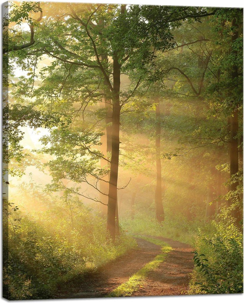 Vászonkép Napfény Erdő Ösvény Természet 40x50 cm
