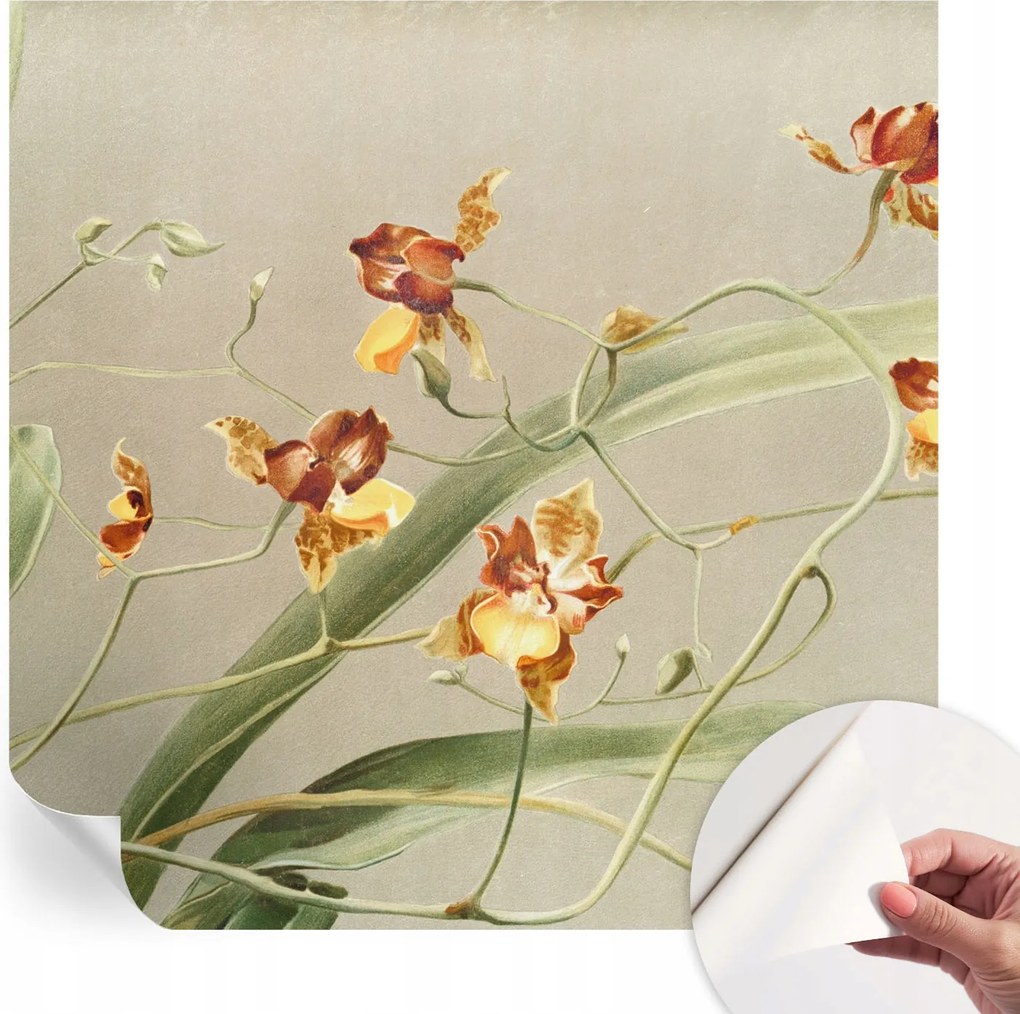 Divatos öntapadós fali tapéta Orchidea klasszikus 250x250 cm