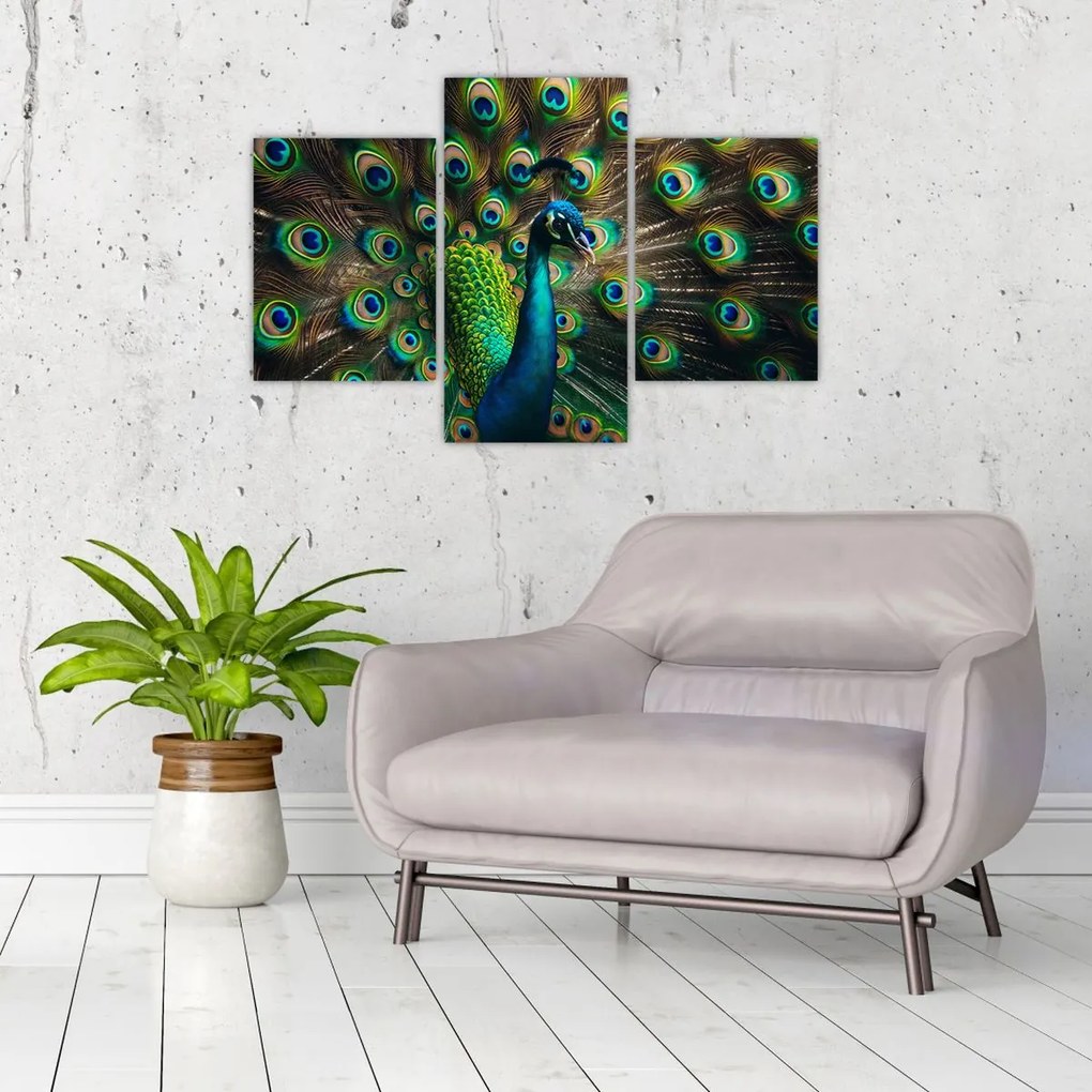 Kép – Pávatoll (90x60 cm)