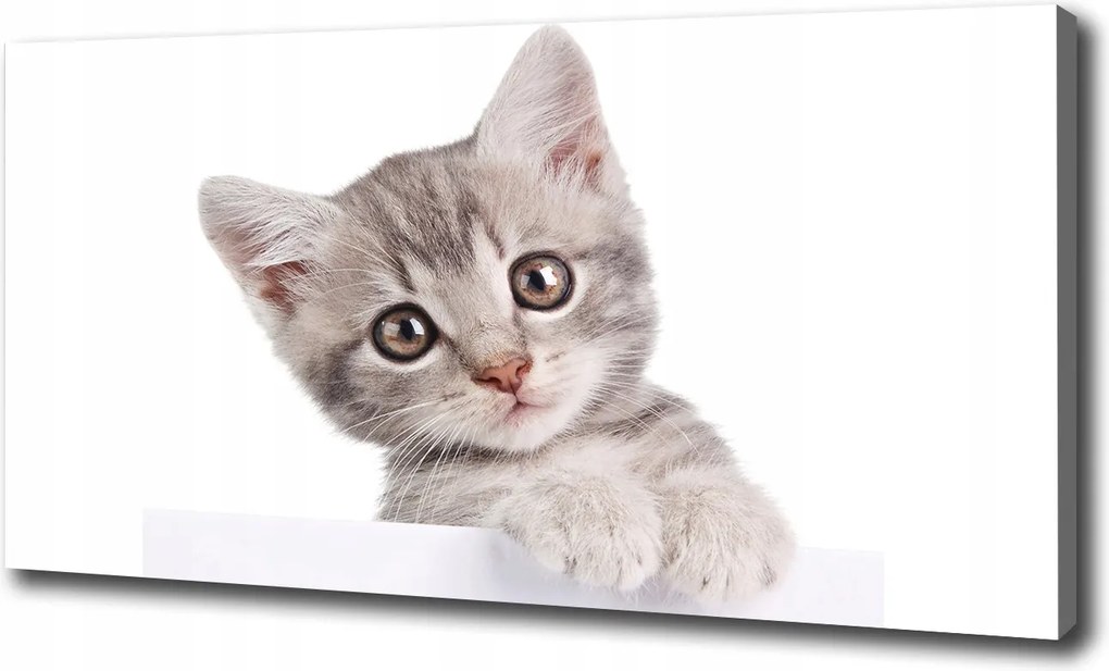 Canvas falikép Szürke macska 120x60 cm