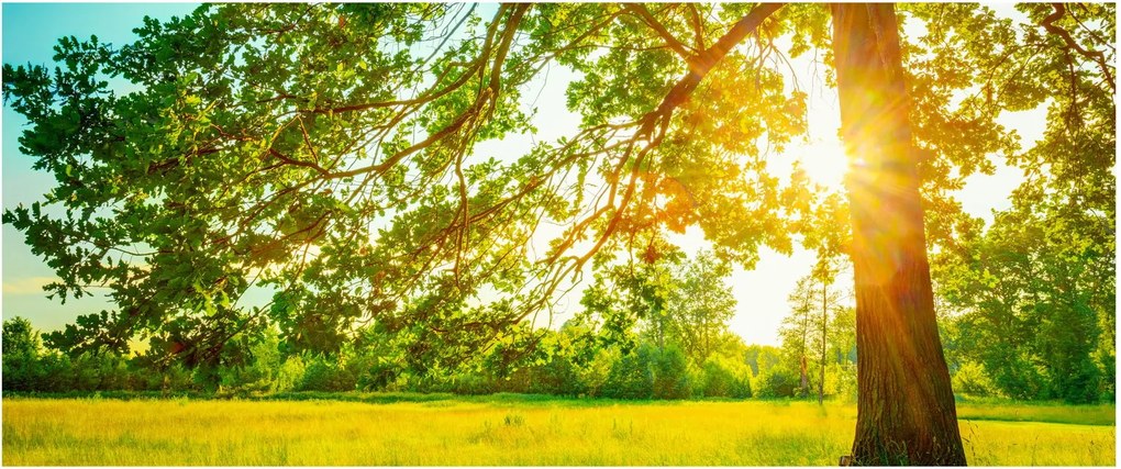 Kép - Sunny Forest (120x50 cm)