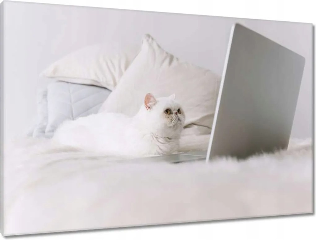 Vászonkép 90x60 Cica Cicák Macskák