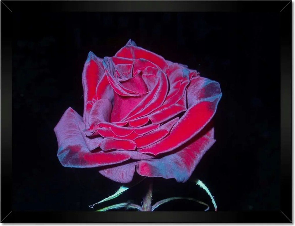 Poszterek keretben 40x30 Vörös rózsák a kertben