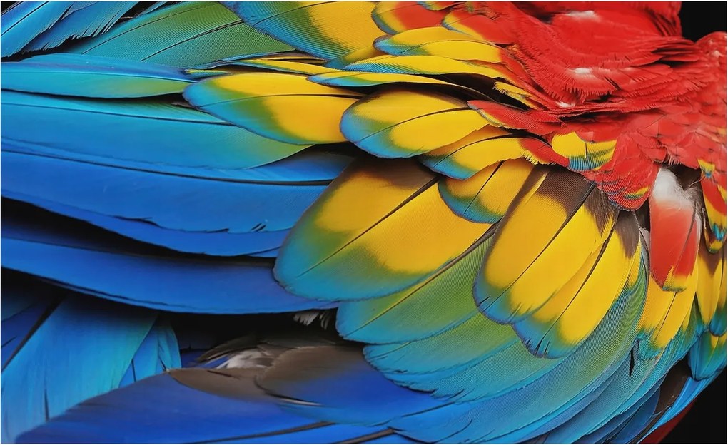 Fotótapéta Flizelin Dekoratív Iroda Szivárvány tollak 416x254 Ragasztó