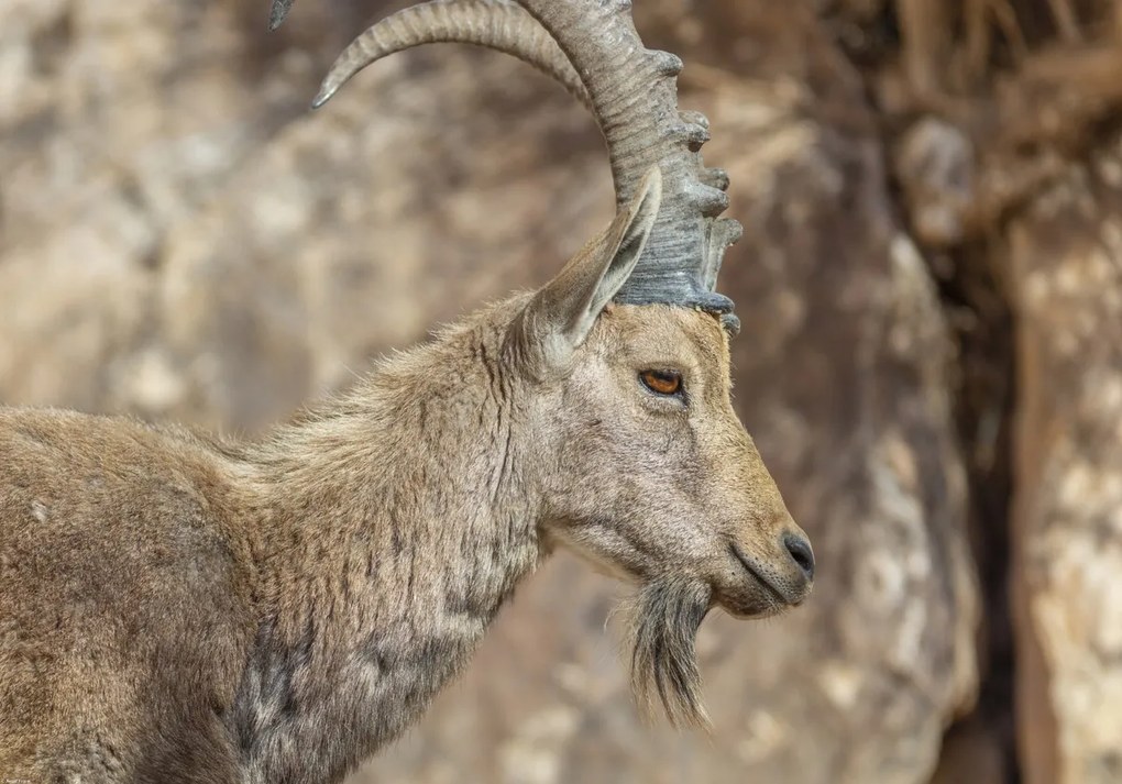 Poszter 66,5x46,5cm Nubiana Ibex 6, Assaf Frank