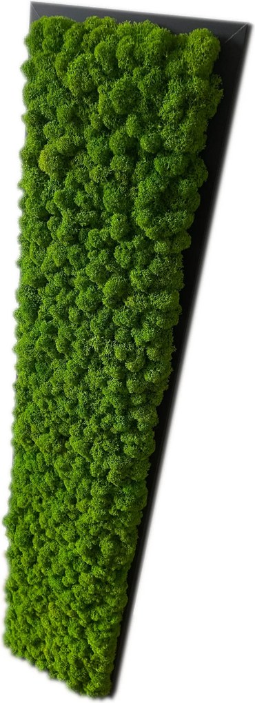 Moha Természetes Moha kép Dekoráció