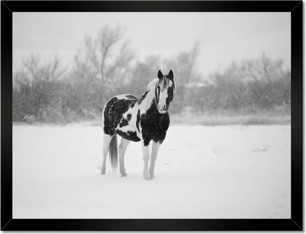 Poszterek keretben 40x30 Ló Fekete-fehér poszter