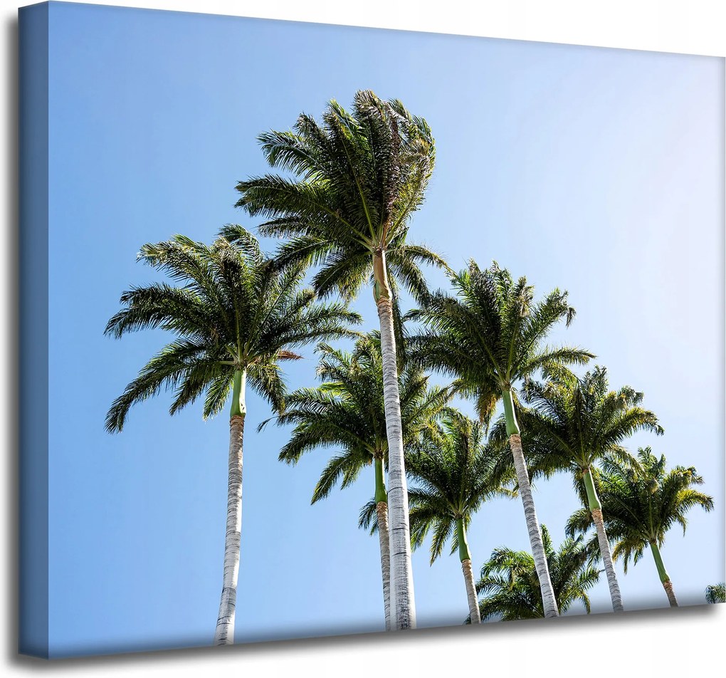 Vászonkép Természet Pálmafák Nap 50x40 cm