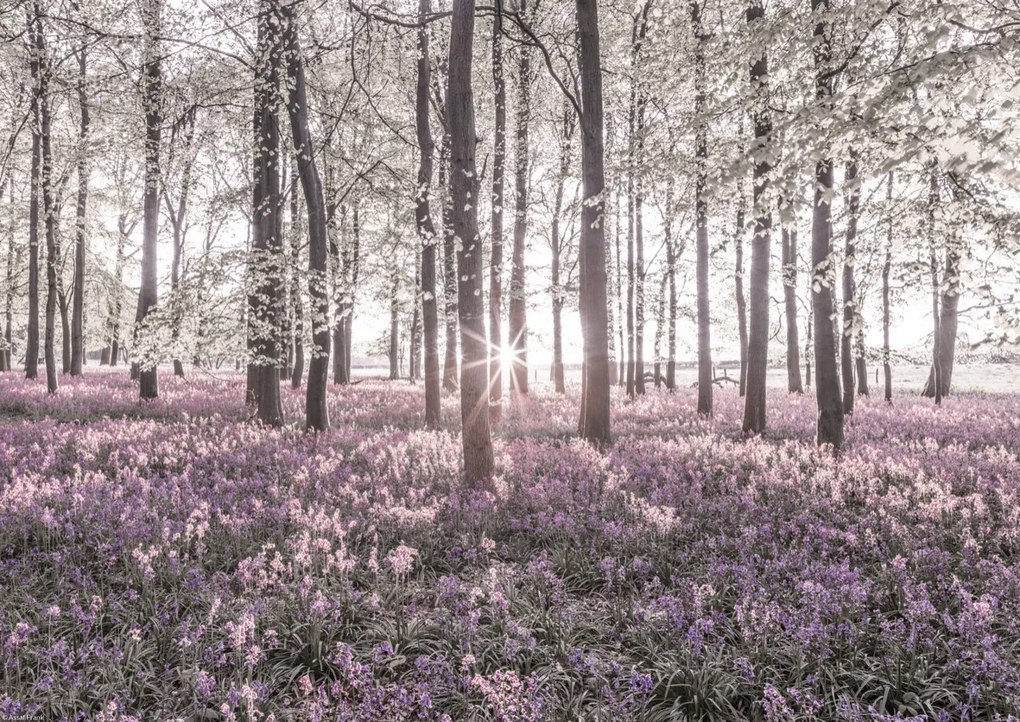 Poszter 42x29,7cm Bluebell erdő tavasszal naplementekor, Assaf Frank