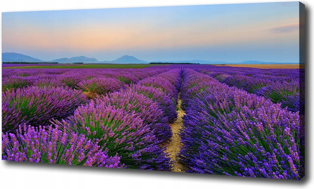 Nagyméretű vászonkép Levendulamező 100x70 cm