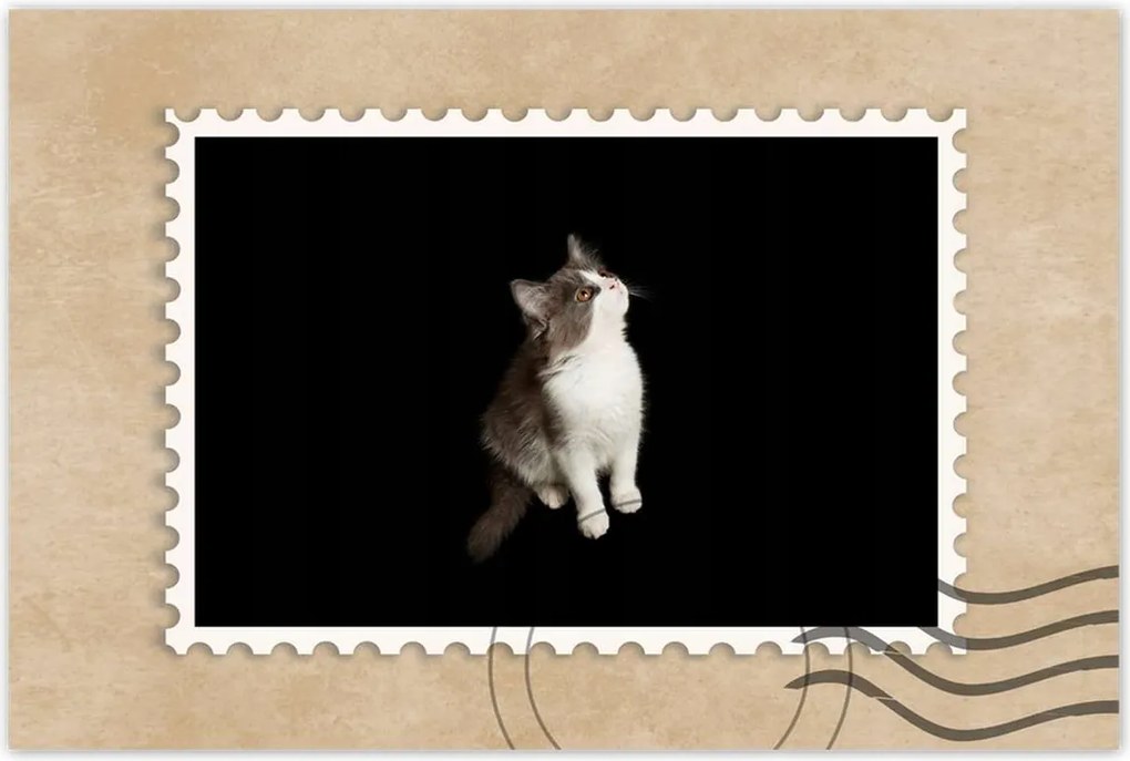 Poszter 60x40 Aranyos kis szürke cica