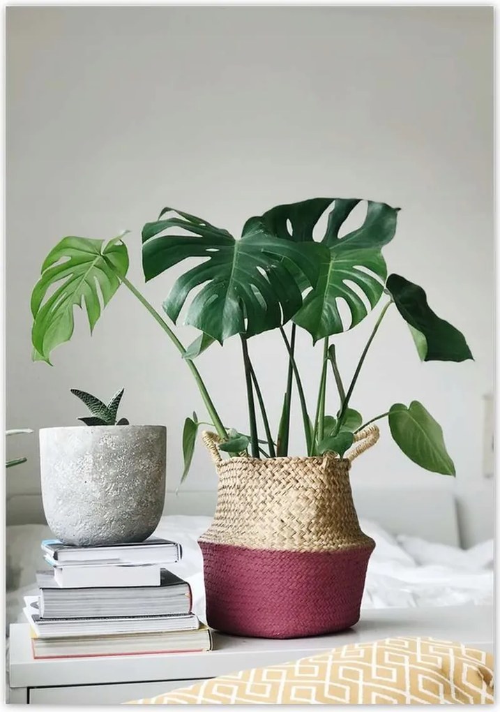 Poszterek 70x100 Mosnter levelek lyukas