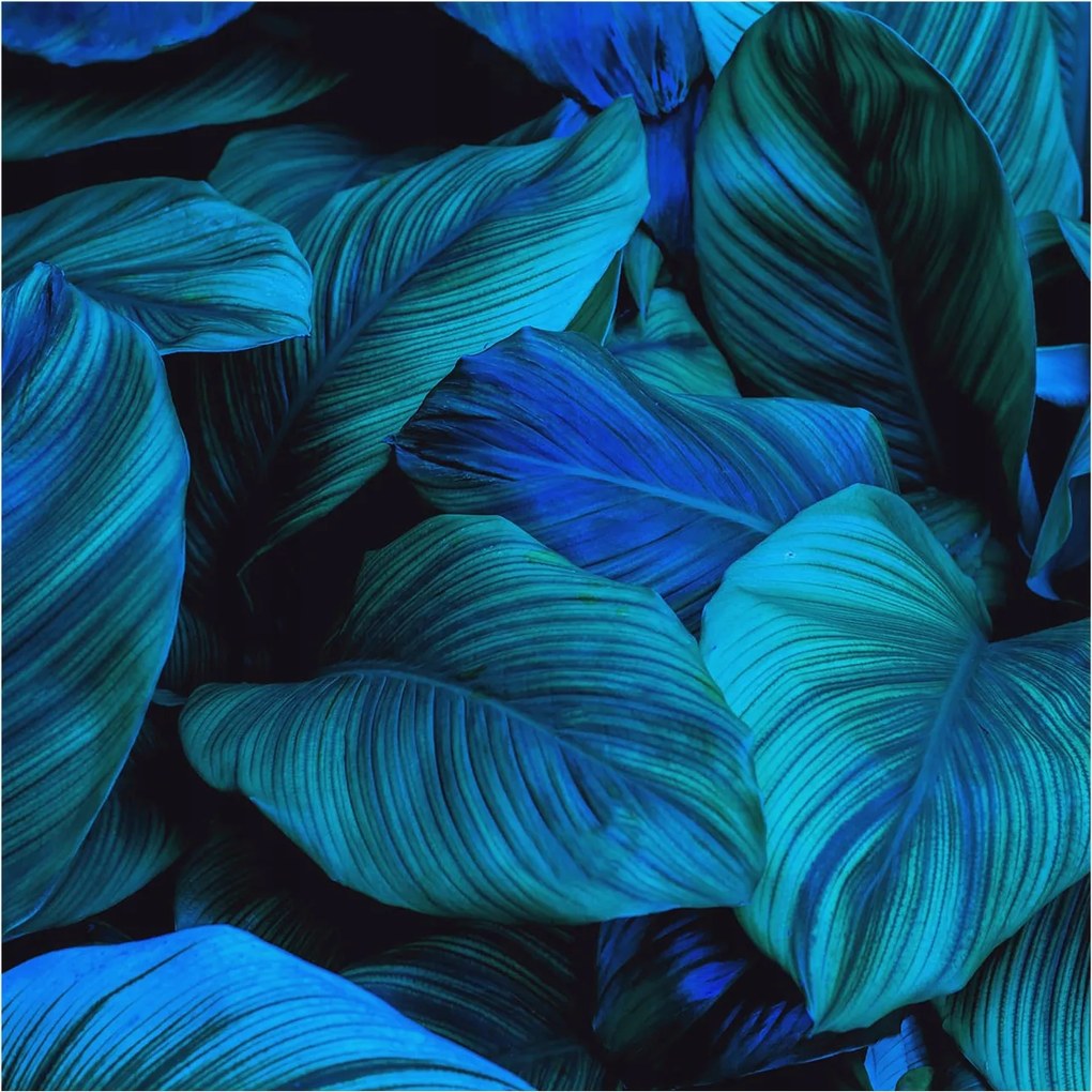 Fali fotótapéta előszoba konyhába Kék levelek 250x250 Ragasztó