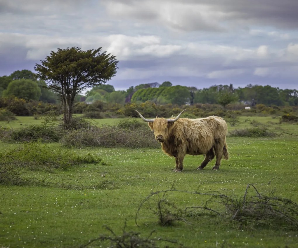 Poszter 60x50cm Tehén a faluban 3, Assaf Frank