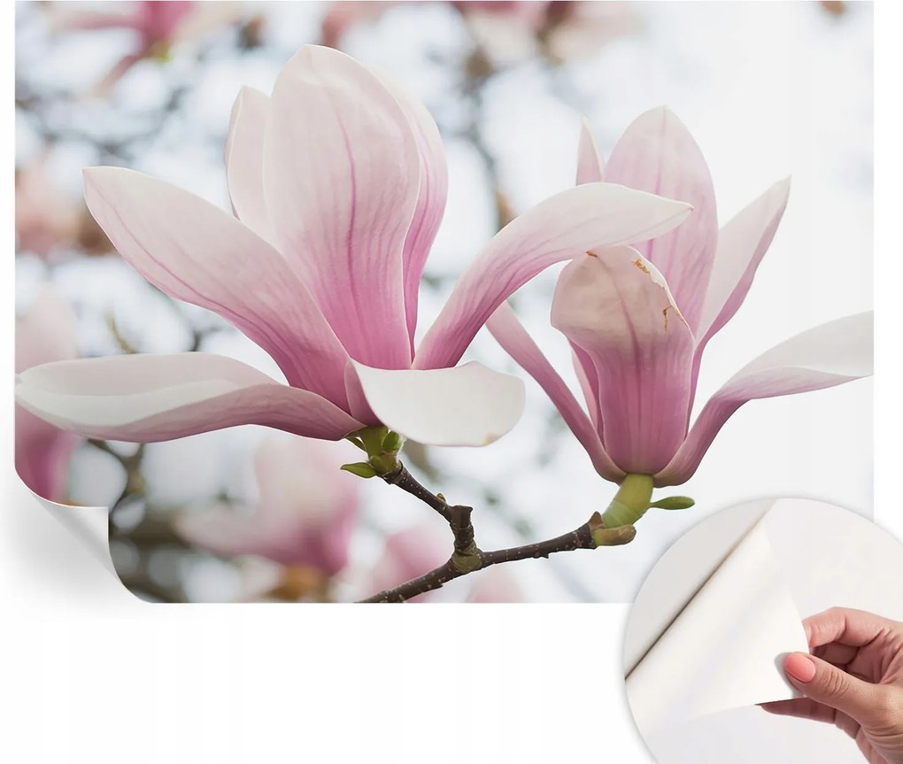Öntapadós fotótapéta a konyhába Mosható Magnólia virágok 312x219 cm